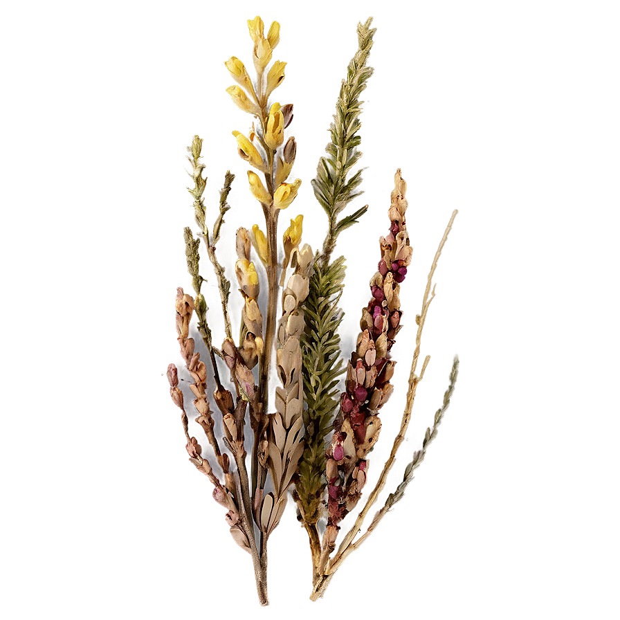 Dried Heather Decoration Png Tbs PNG