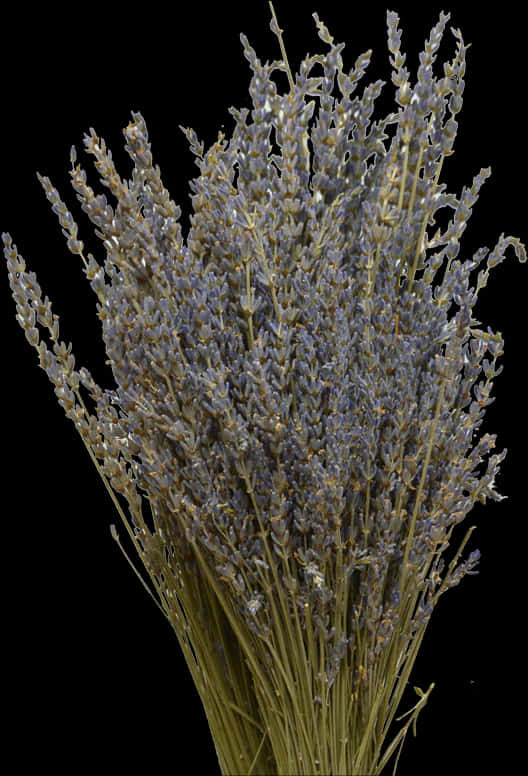 Dried Lavender Bouquet Black Background PNG