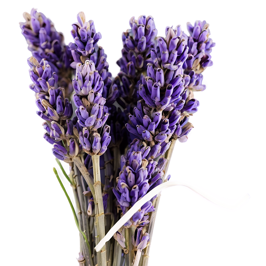 Download Dried Lavender Bunch Png 05062024 | Wallpapers.com