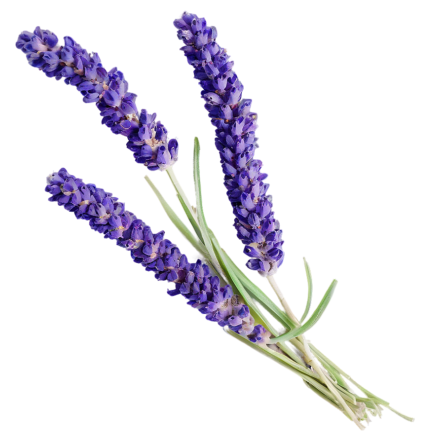Dried Lavender Bunch Png 06132024 PNG