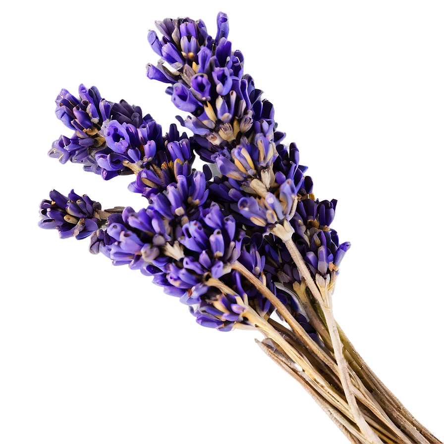 Dried Lavender Bunch Png Dtq39 PNG