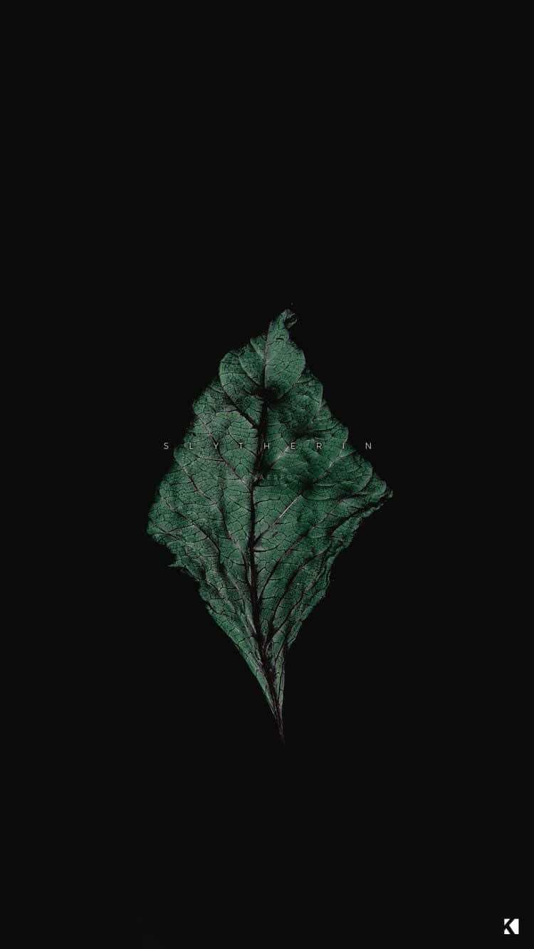 Dried Leaf In Green And Black Background