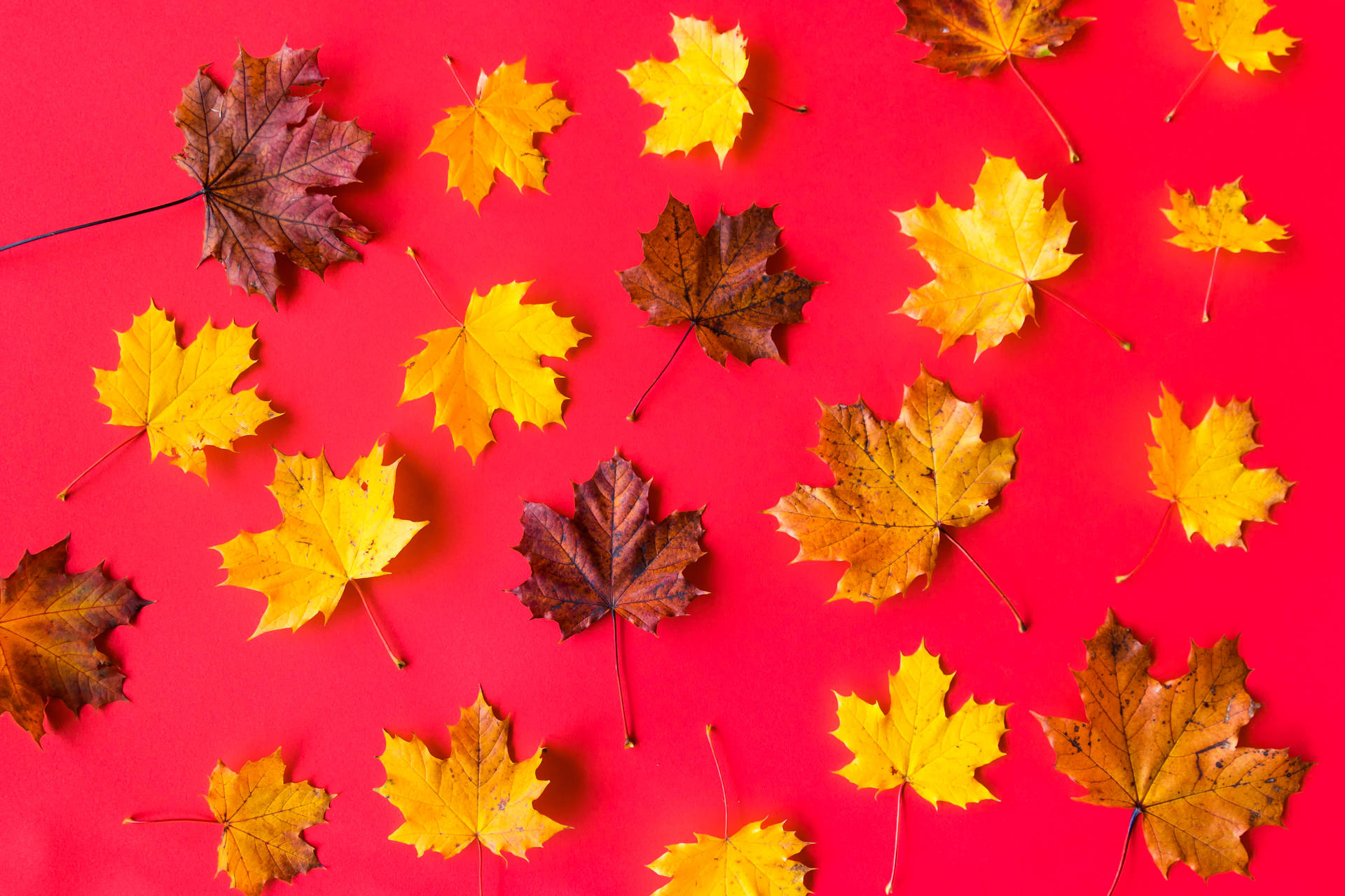 Dried Maple Leaves Beautiful Autumn Desktop Wallpaper