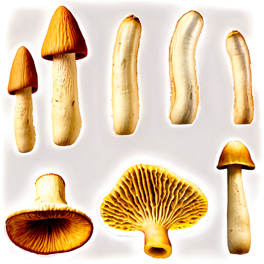 Dried Mushrooms Png 05242024 PNG