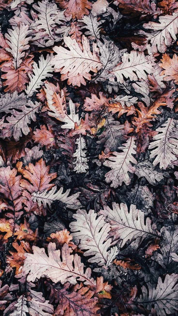 Dried Oak Leaves Oppo A5s Wallpaper