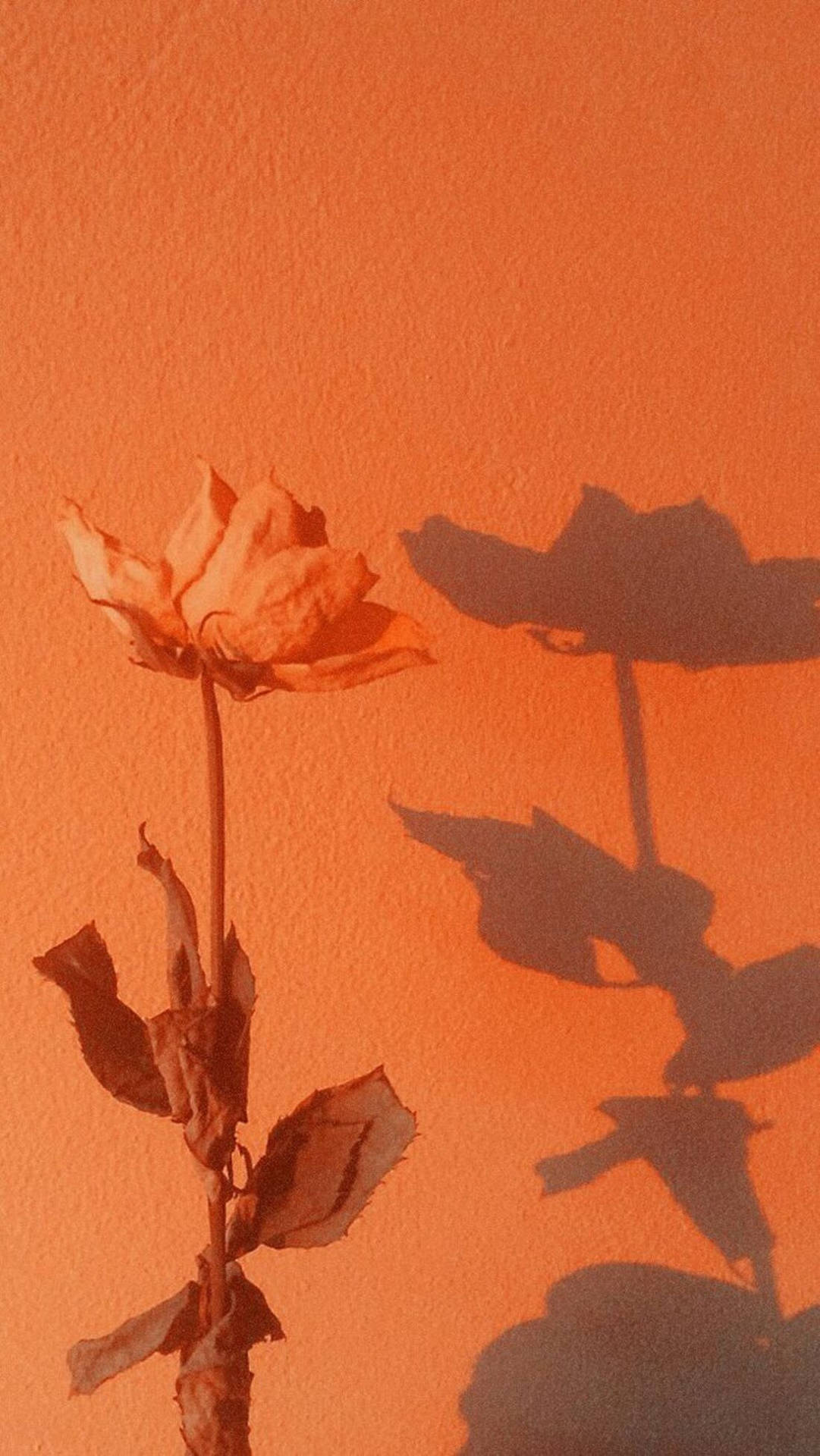 Dried Orange Aesthetic Rose Phone Wallpaper