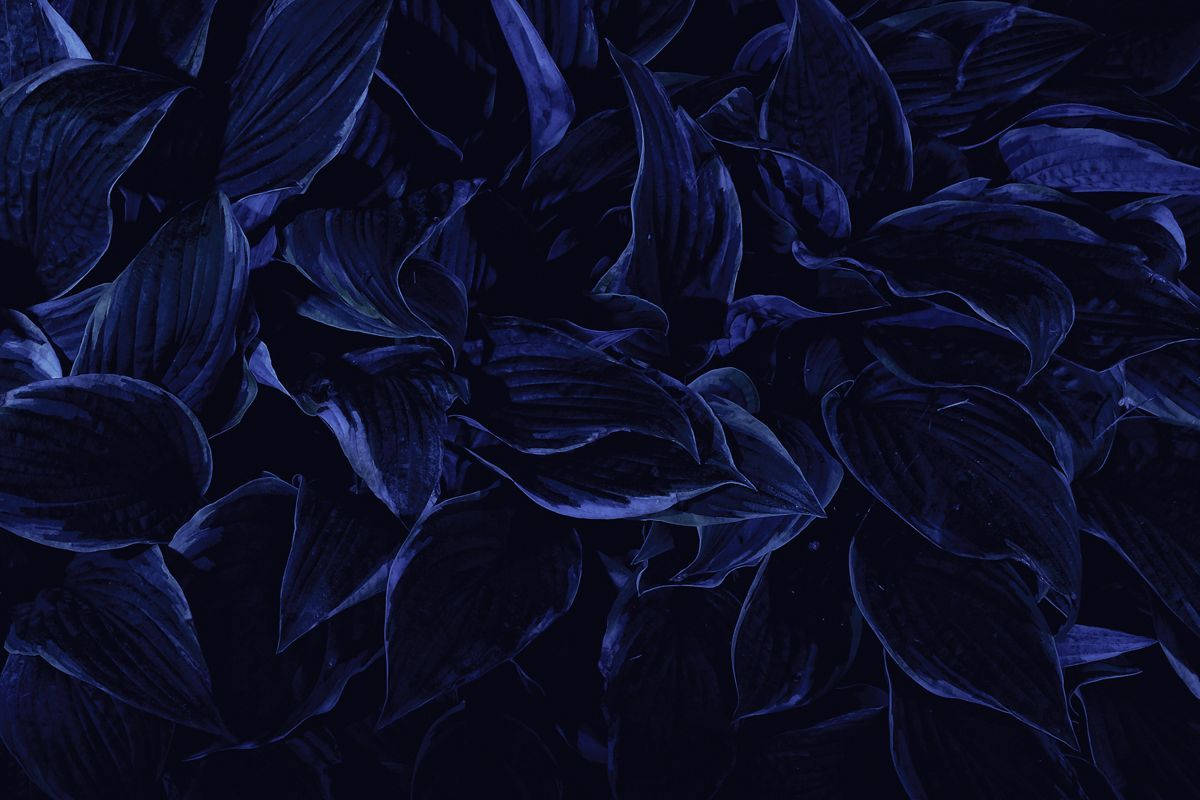 Torkadekronblad Estetisk Mörkblå Hd Wallpaper