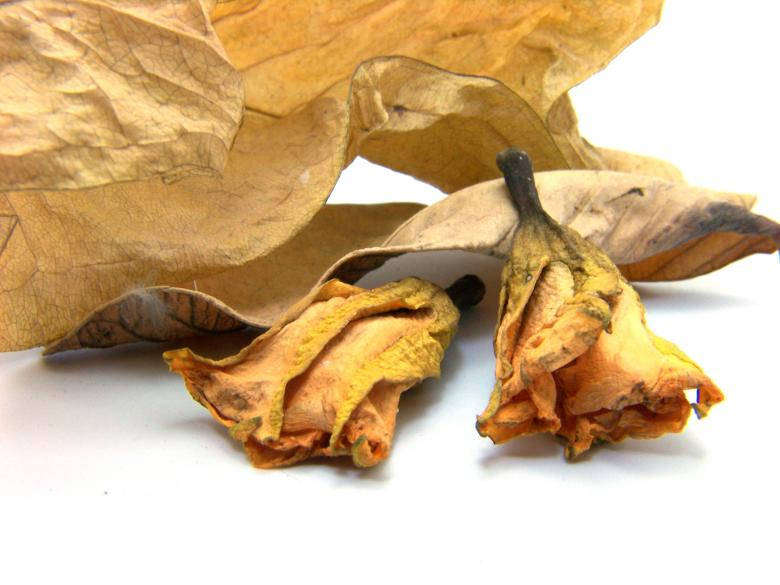 Dried Real Floral Roses