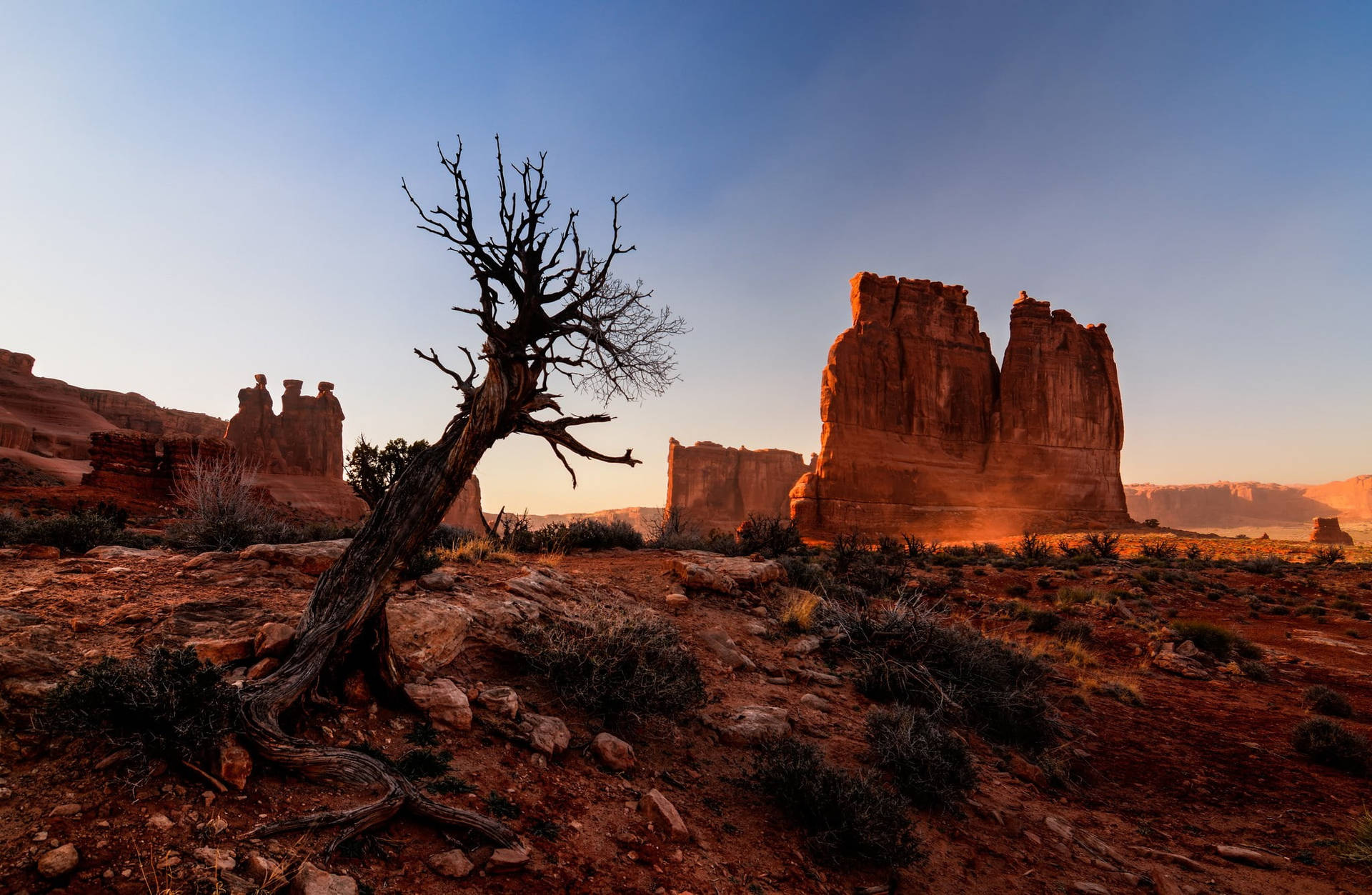 Dried Tree At Arches National Park Wallpaper