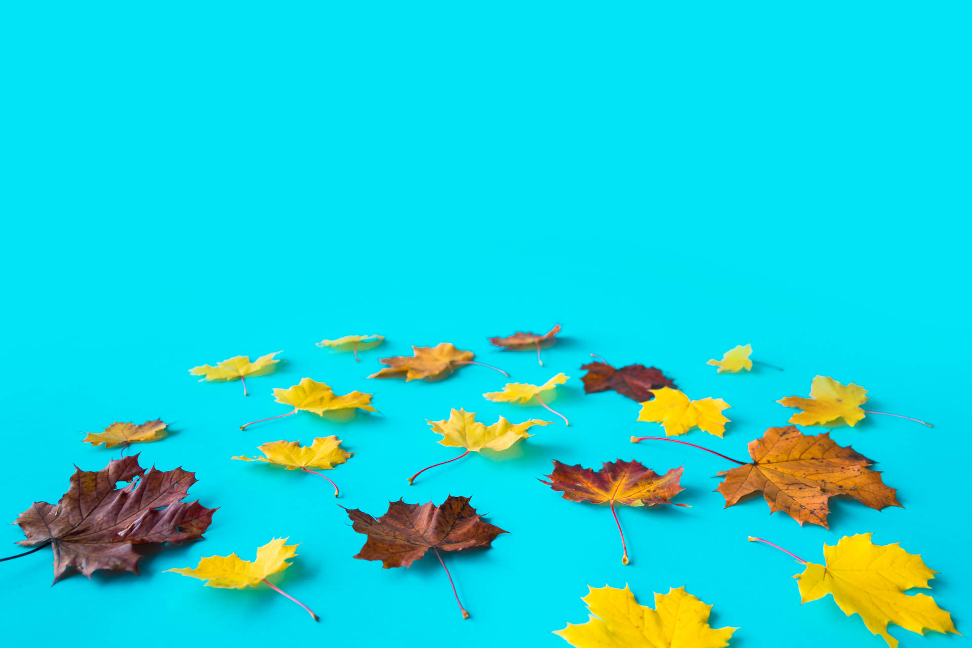 Dried Up Leaves Beautiful Autumn Desktop Wallpaper