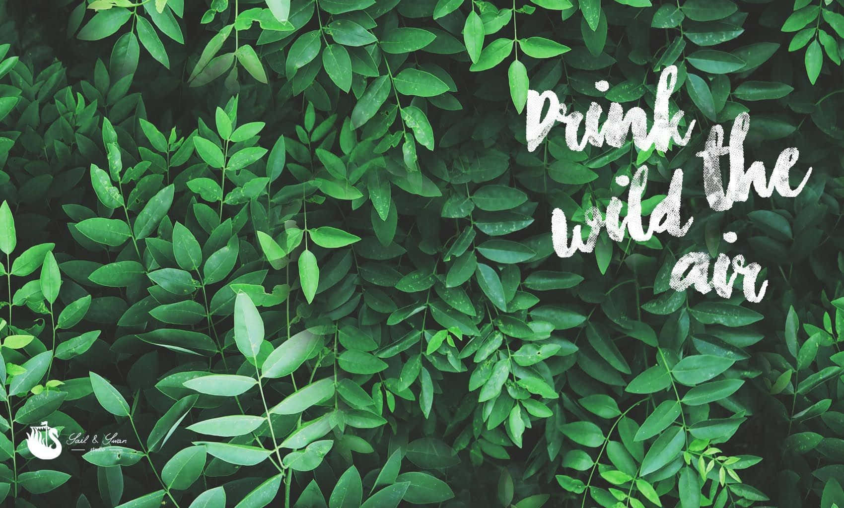 Drink Wild Air Olive Greenaesthetic Desktop Wallpaper