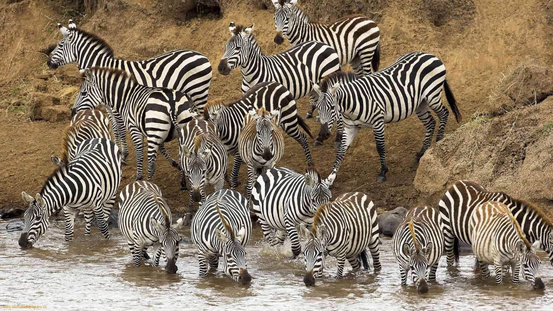 Drinking Zebra Wild Animals Wallpaper