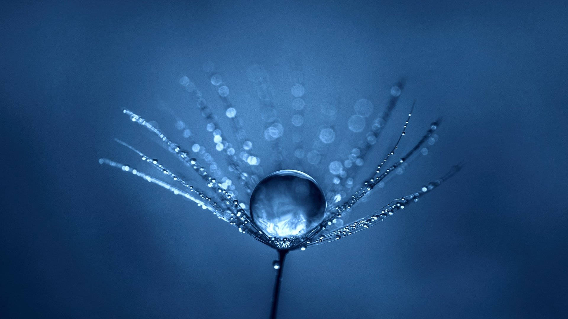 Drippy Water Droplet Flower Wallpaper