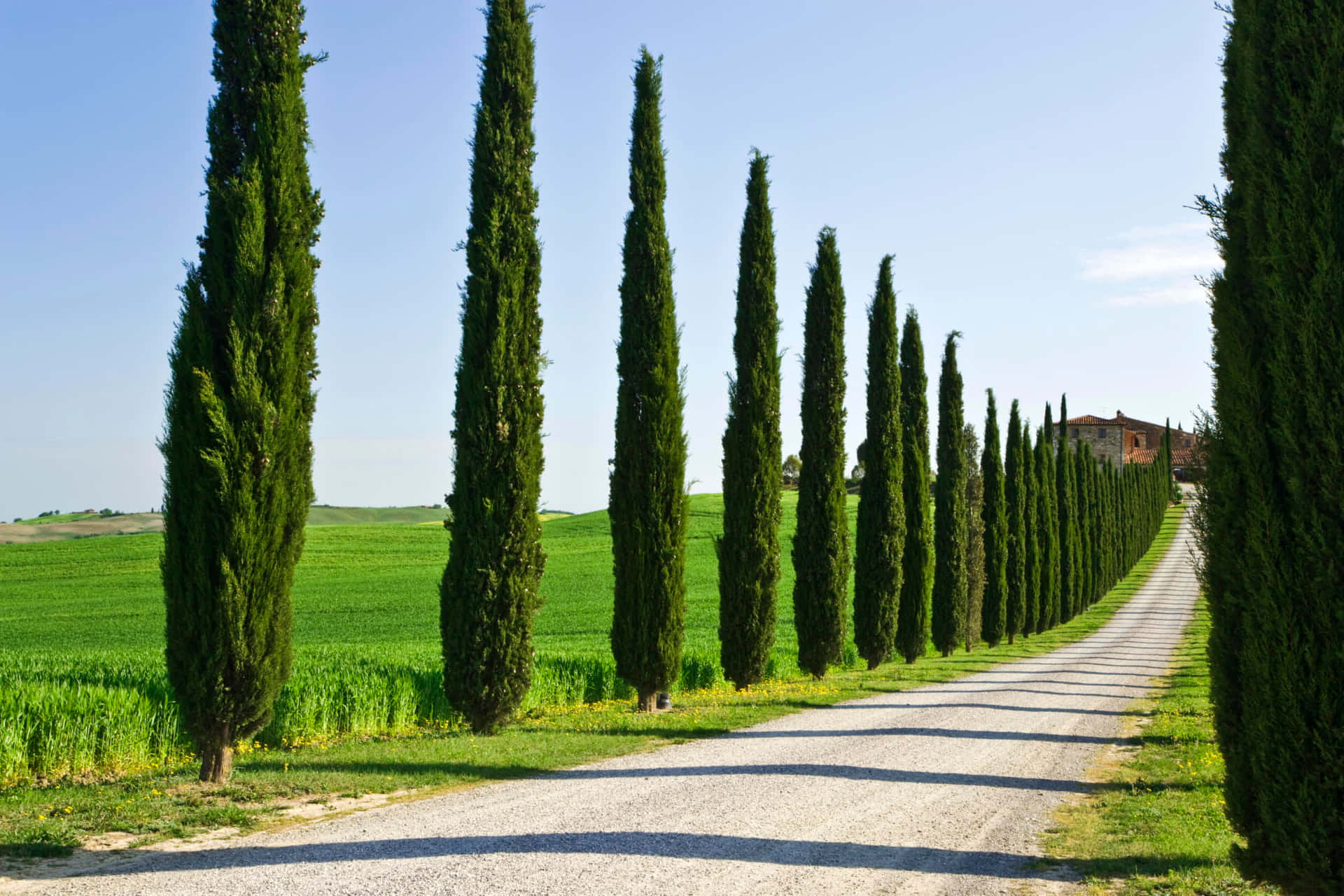 A Road Lined With Cypress Trees