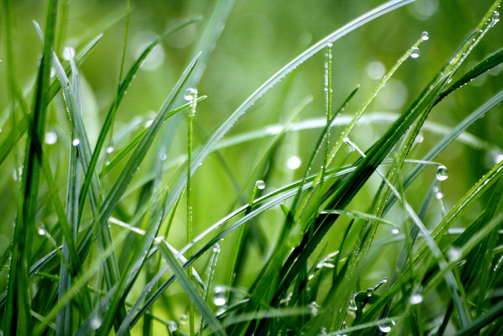 Droplets On Grass After Raining Wallpaper
