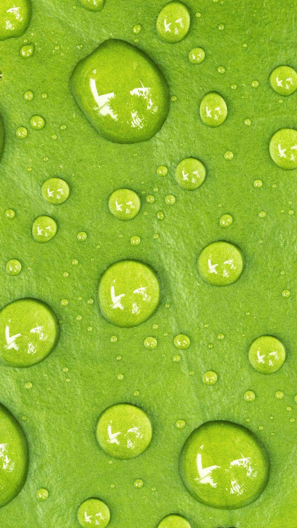 Droplets On Light Green Leaf Wallpaper