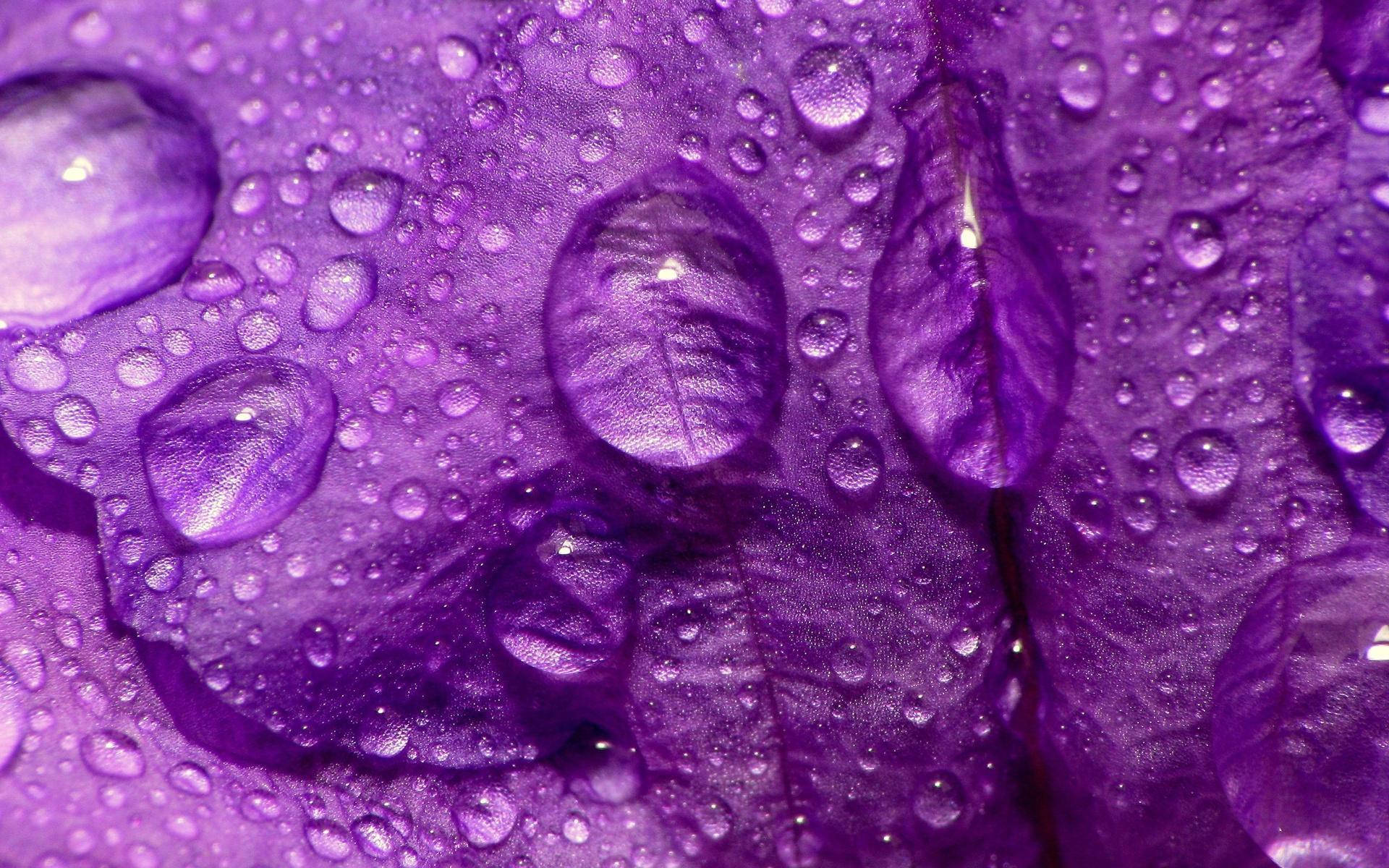 Droplets On Light Purple Leaves Wallpaper