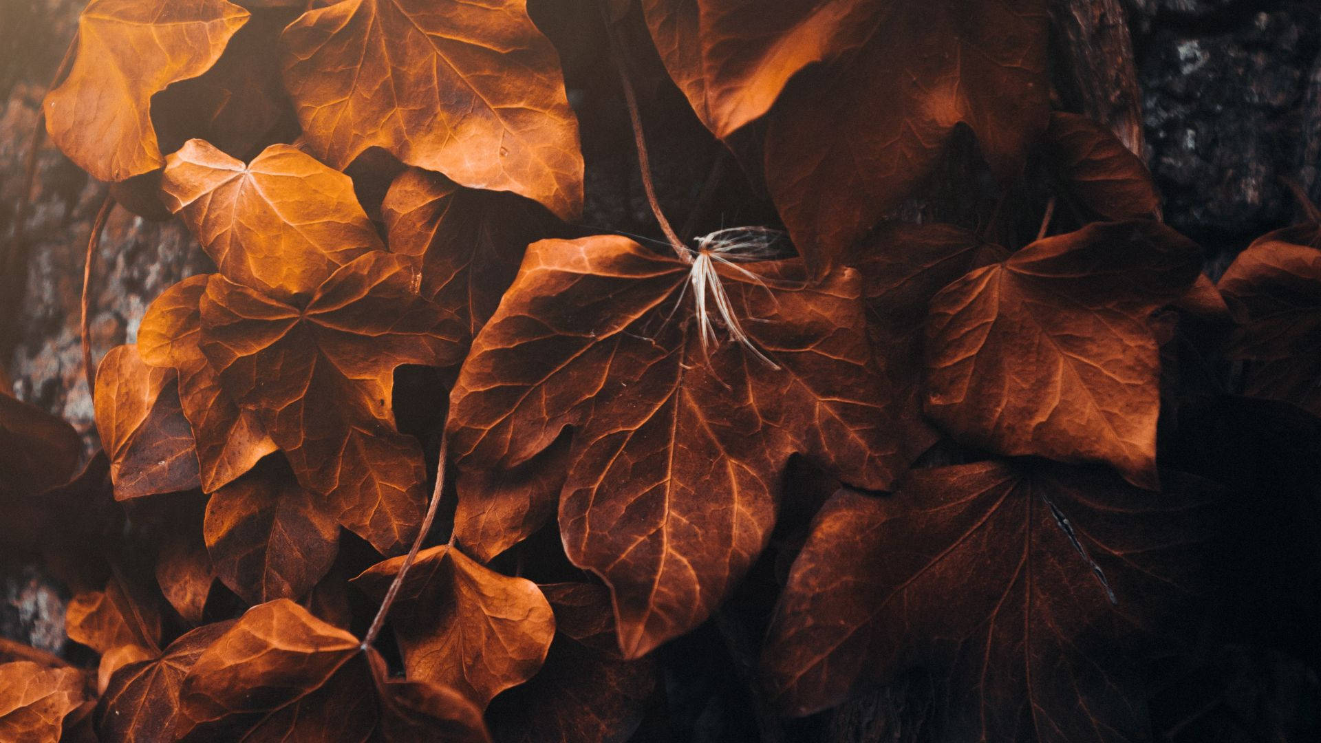 Tørbrune Ahornblade Wallpaper