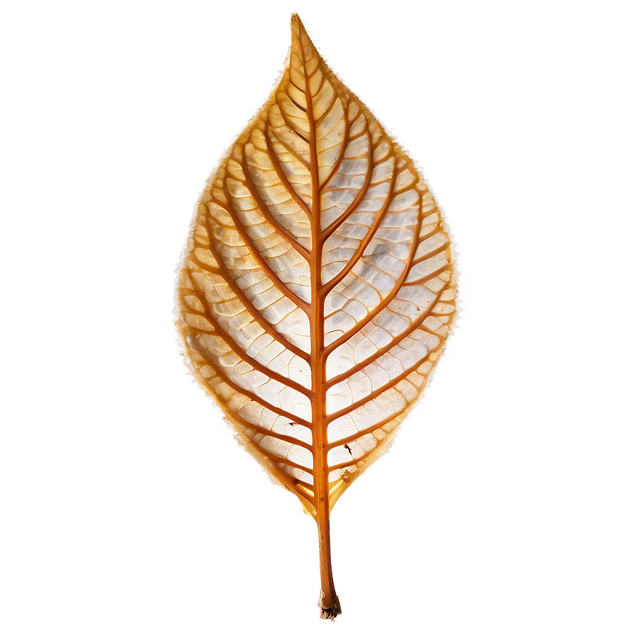 Dry Leaf Png 05032024 PNG