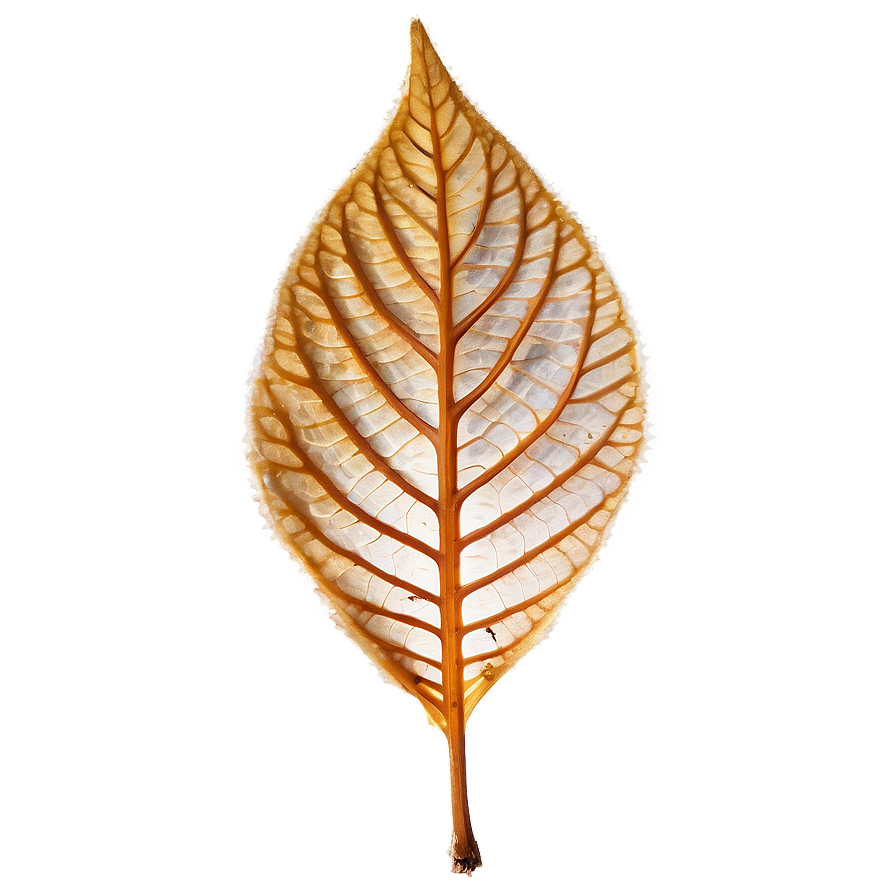 Download Dry Leaf Png 05032024 | Wallpapers.com