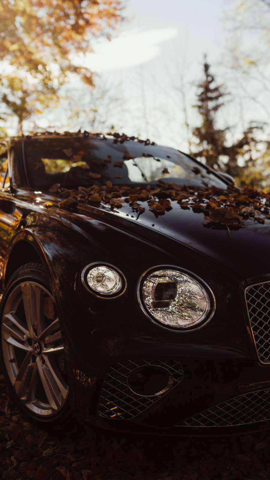 Hojassecas Sobre Un Bentley Car Iphone Fondo de pantalla