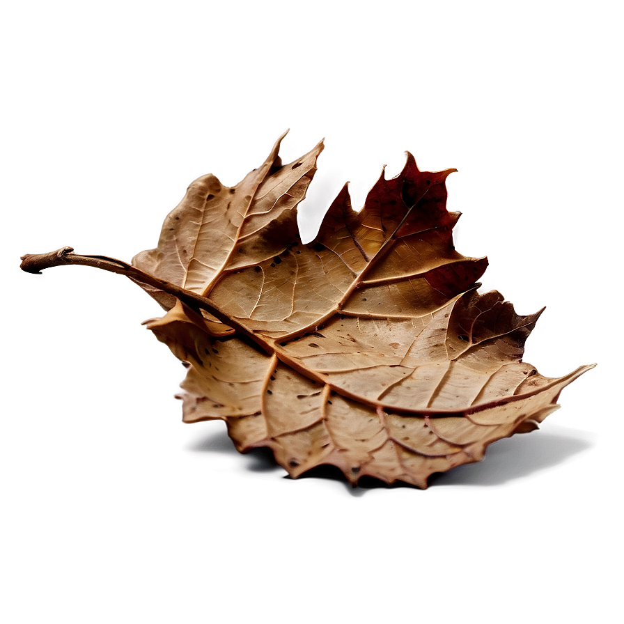 Dry Leaves Png 5 PNG