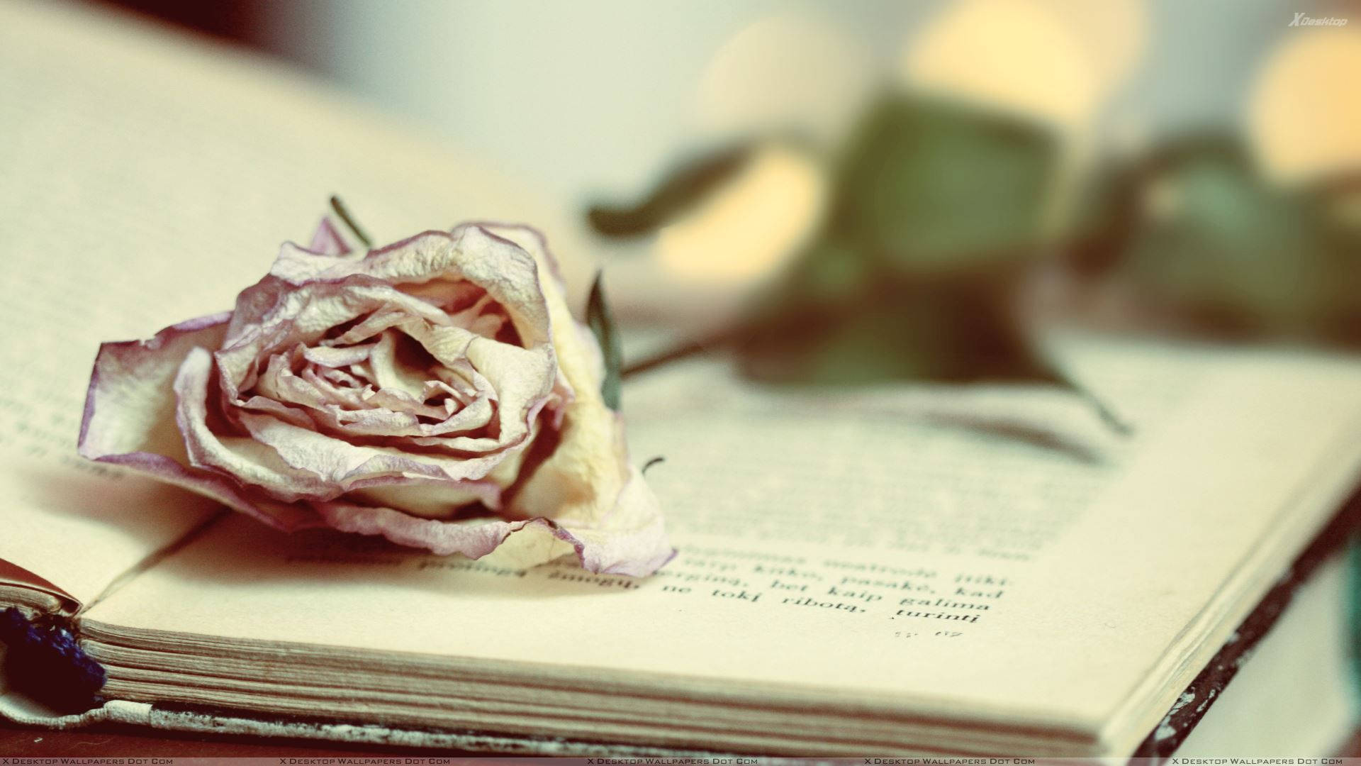 Dry rose with its stem on an open book wallpaper.