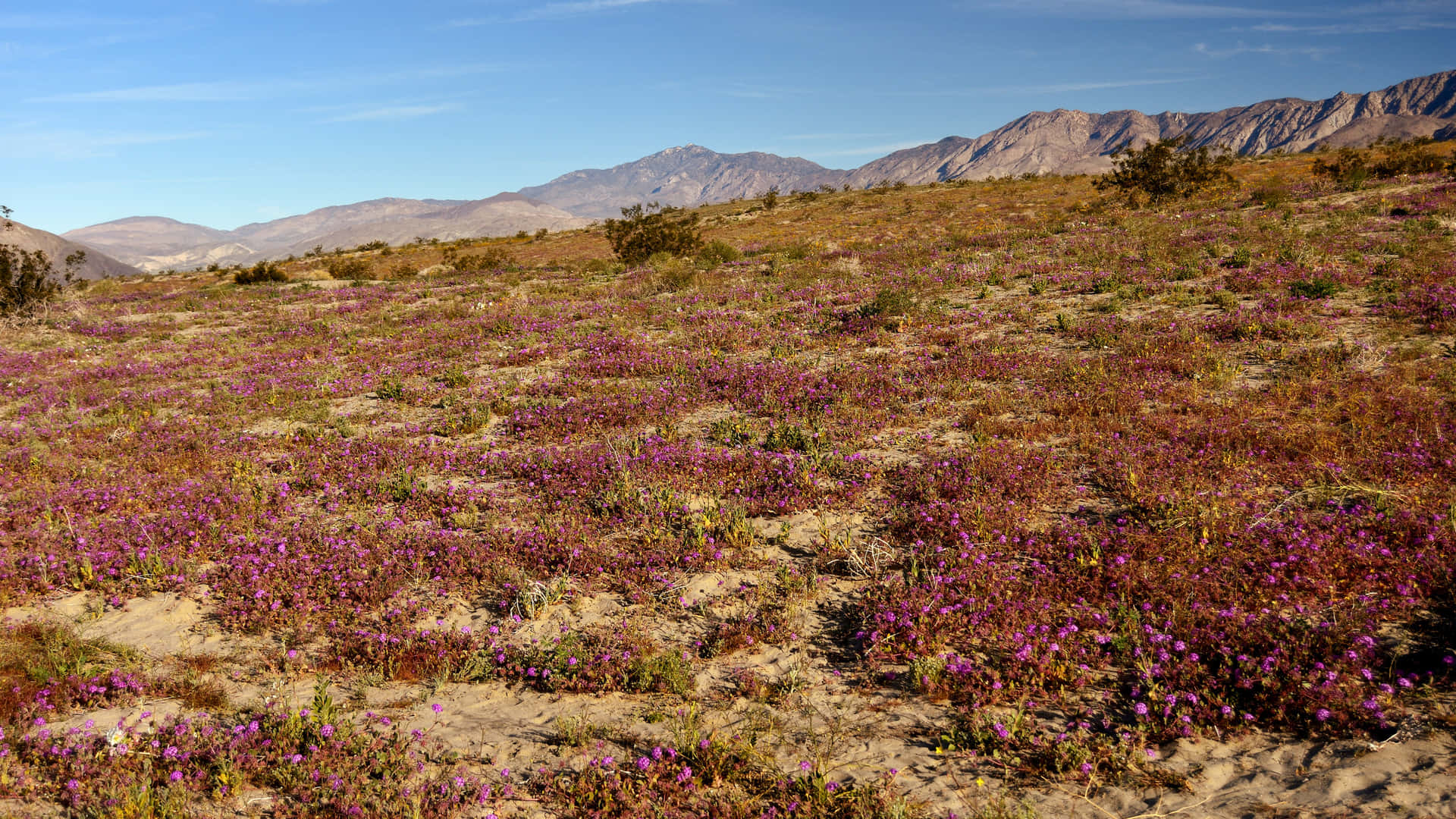 Dry Tundra Landscape Wallpaper