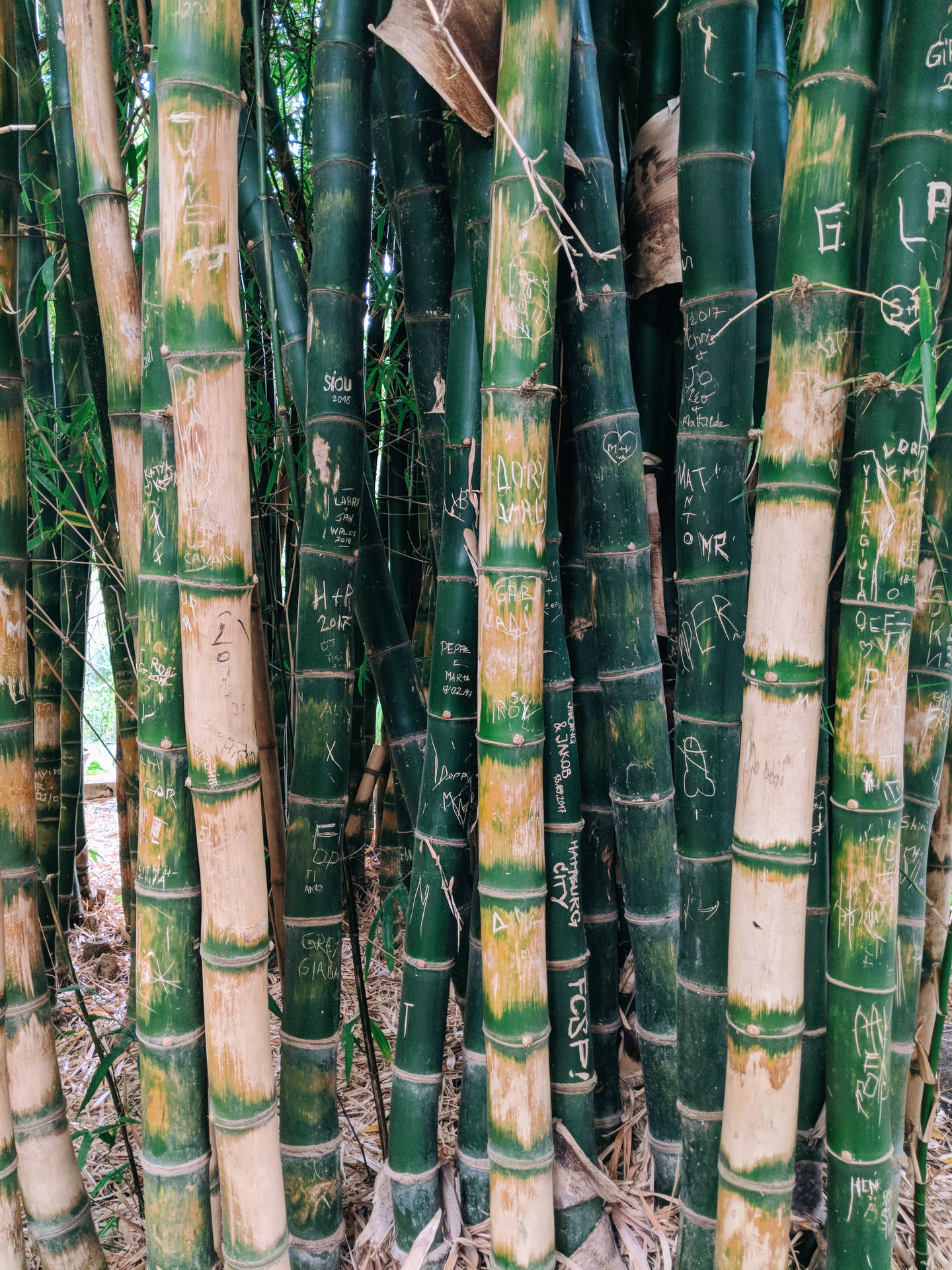 Drying Bamboo Poles