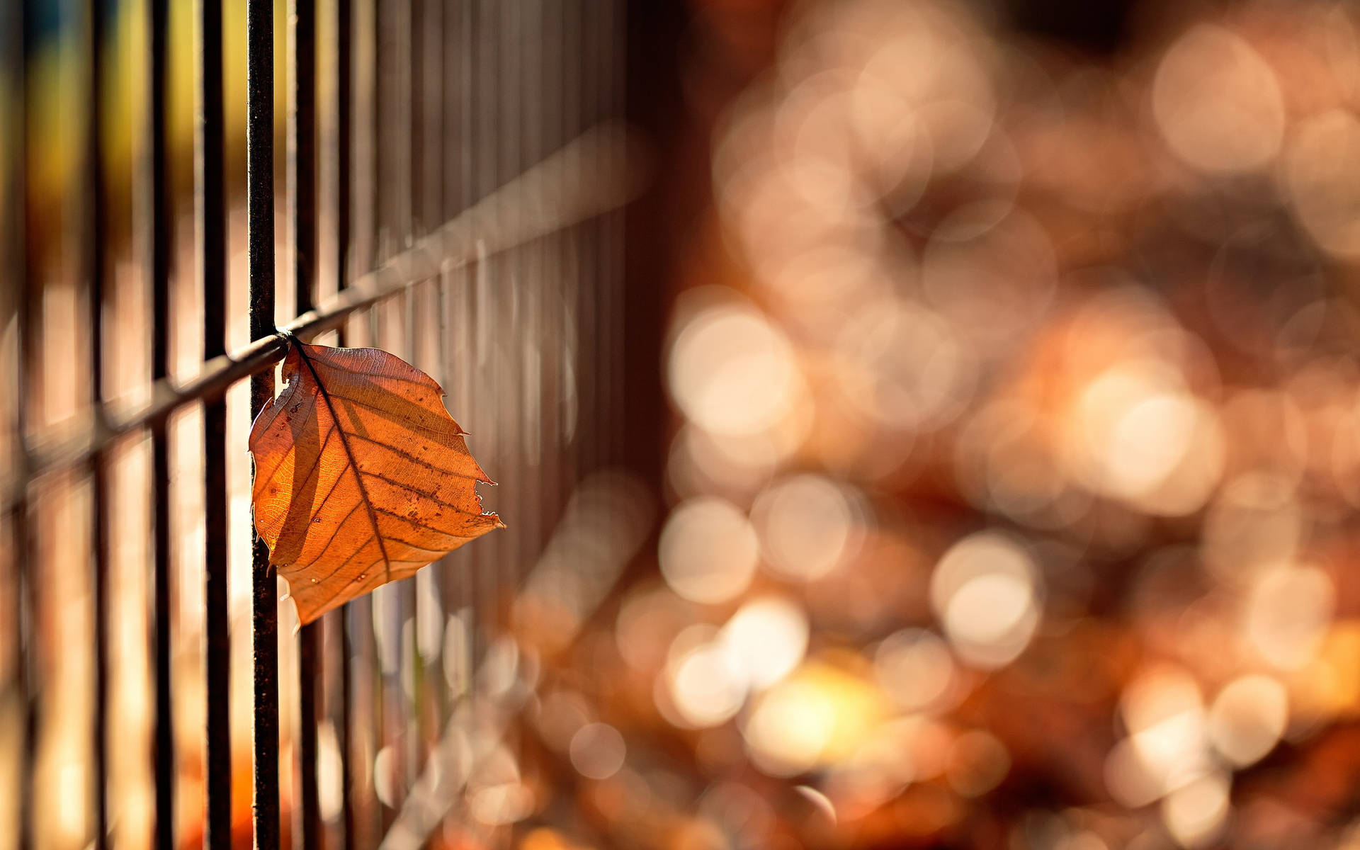 Dslr Sfocatura Foglia D'autunno Sfondo