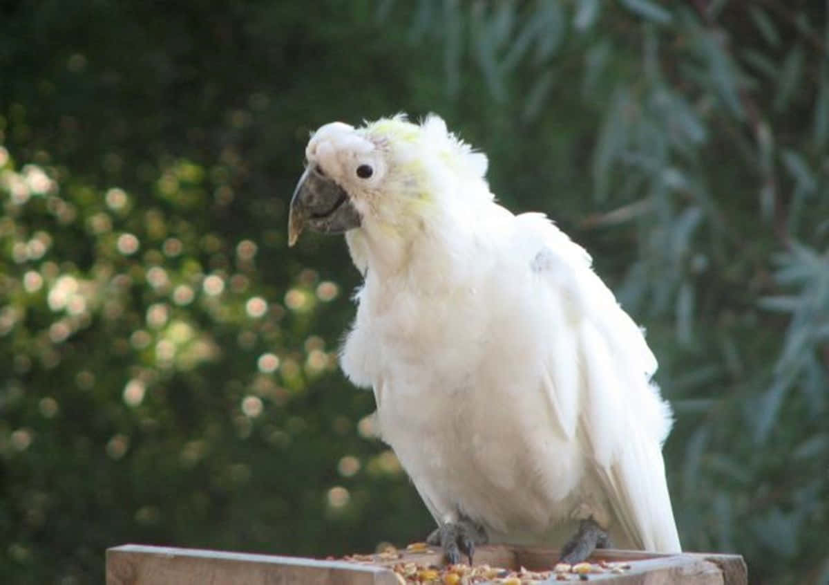 A White Parrot Sitting On A Wooden Box