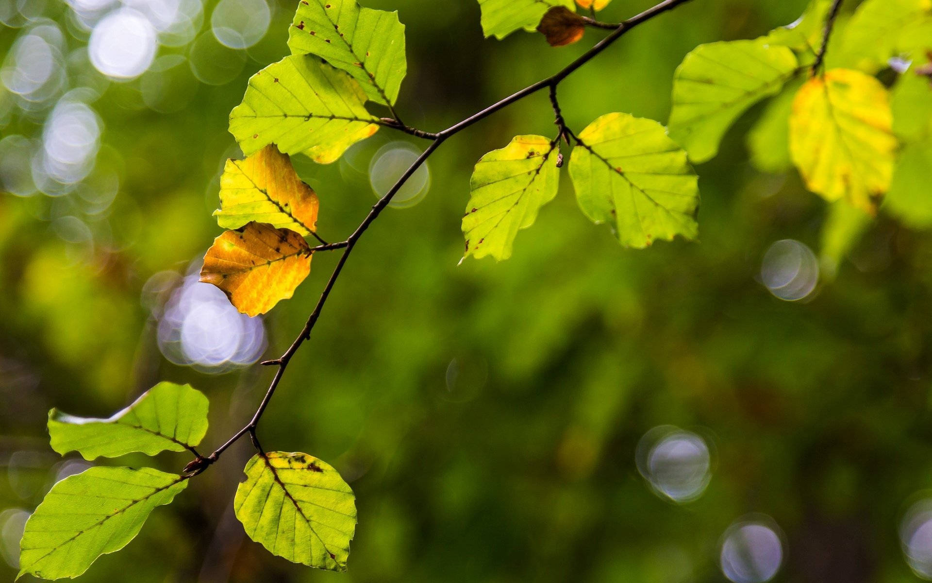 DSLR Blur Beech Tree Leaves Wallpaper