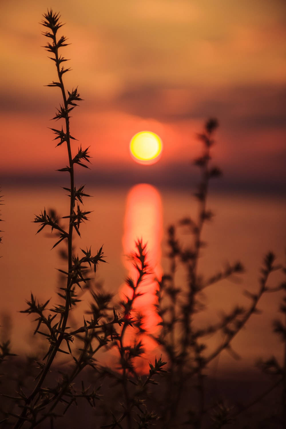 Dslr Blur Golden Sunset Wallpaper
