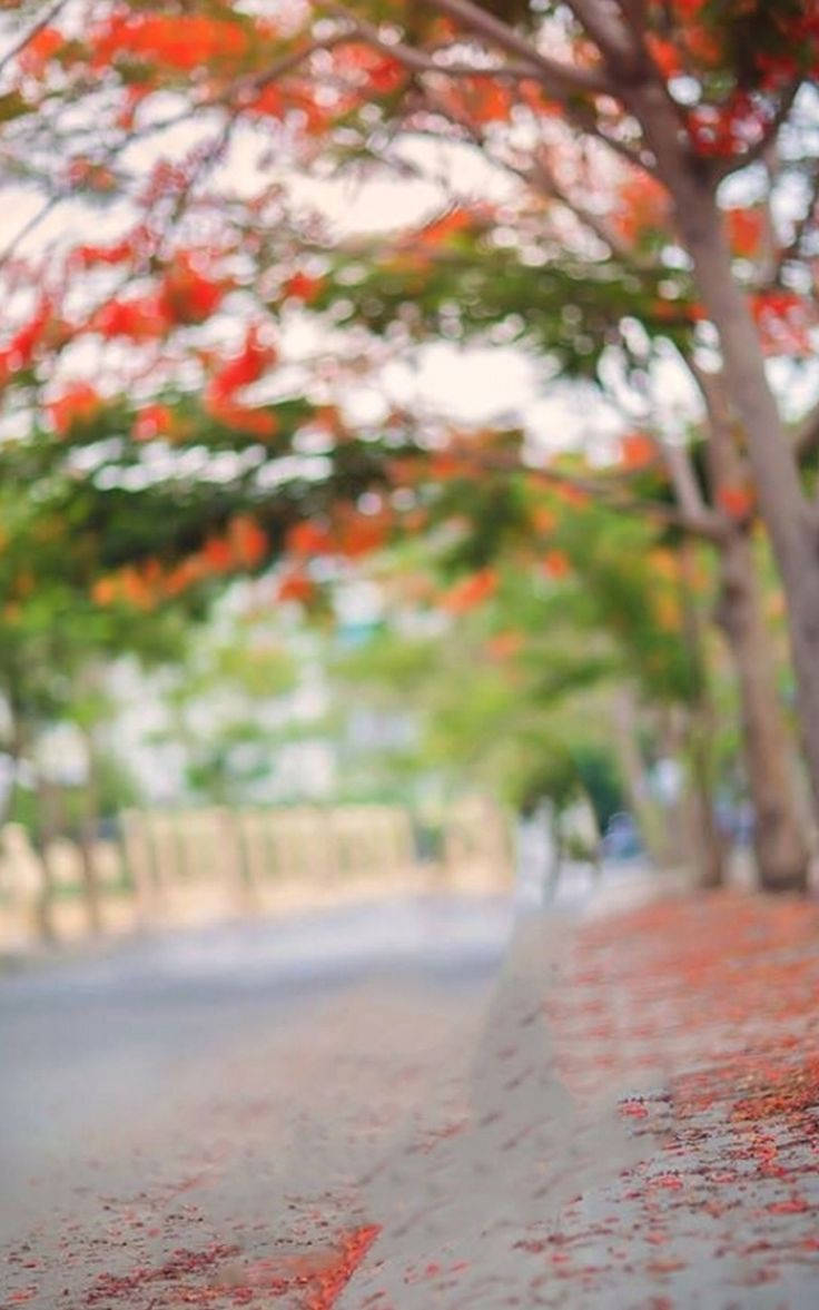 DSLR Blur Gulmohar Træ Billede Wallpaper