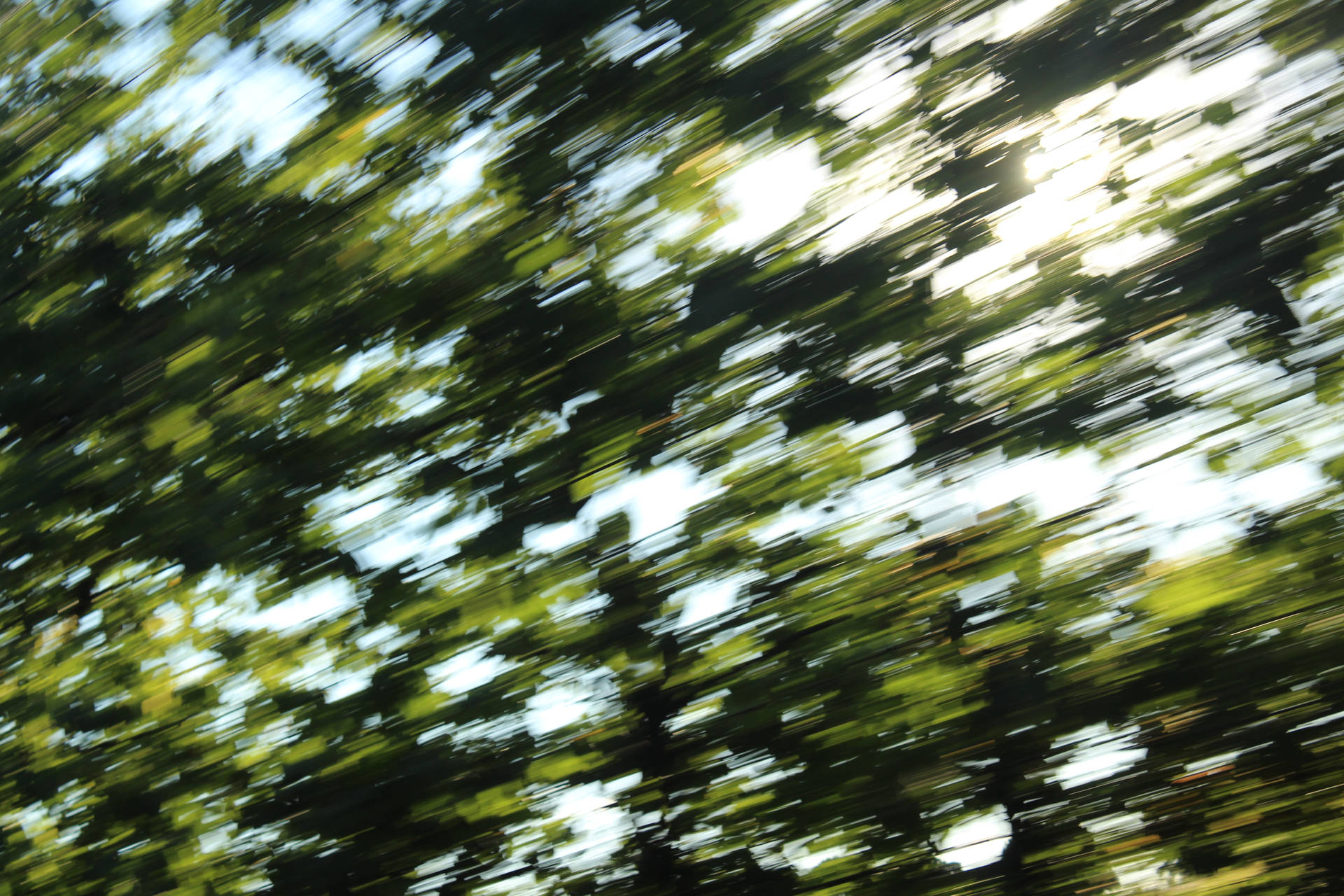 Dslr Blur Image Of Leaves Wallpaper