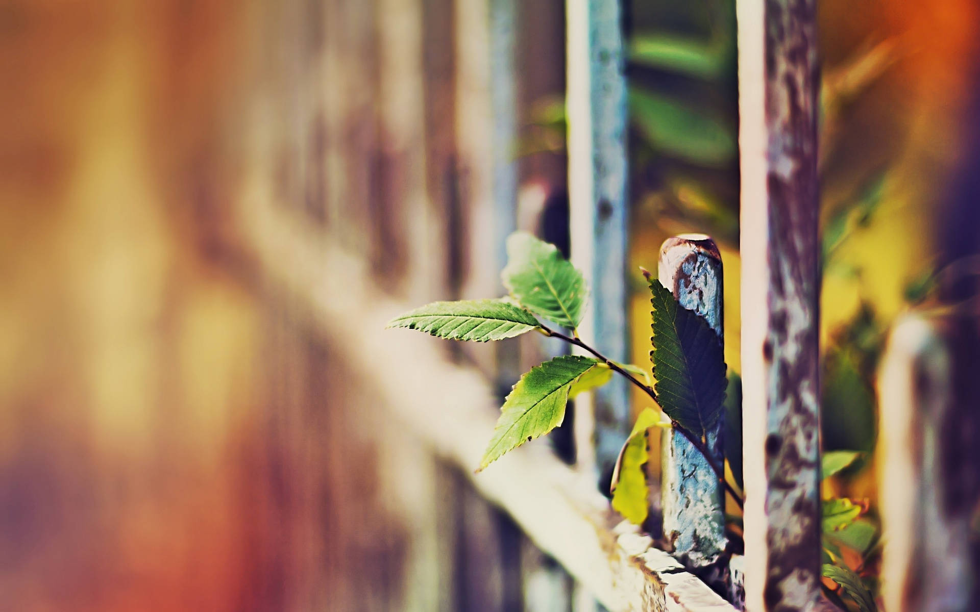 DSLR Blur Plant Behind Fence Wallpaper