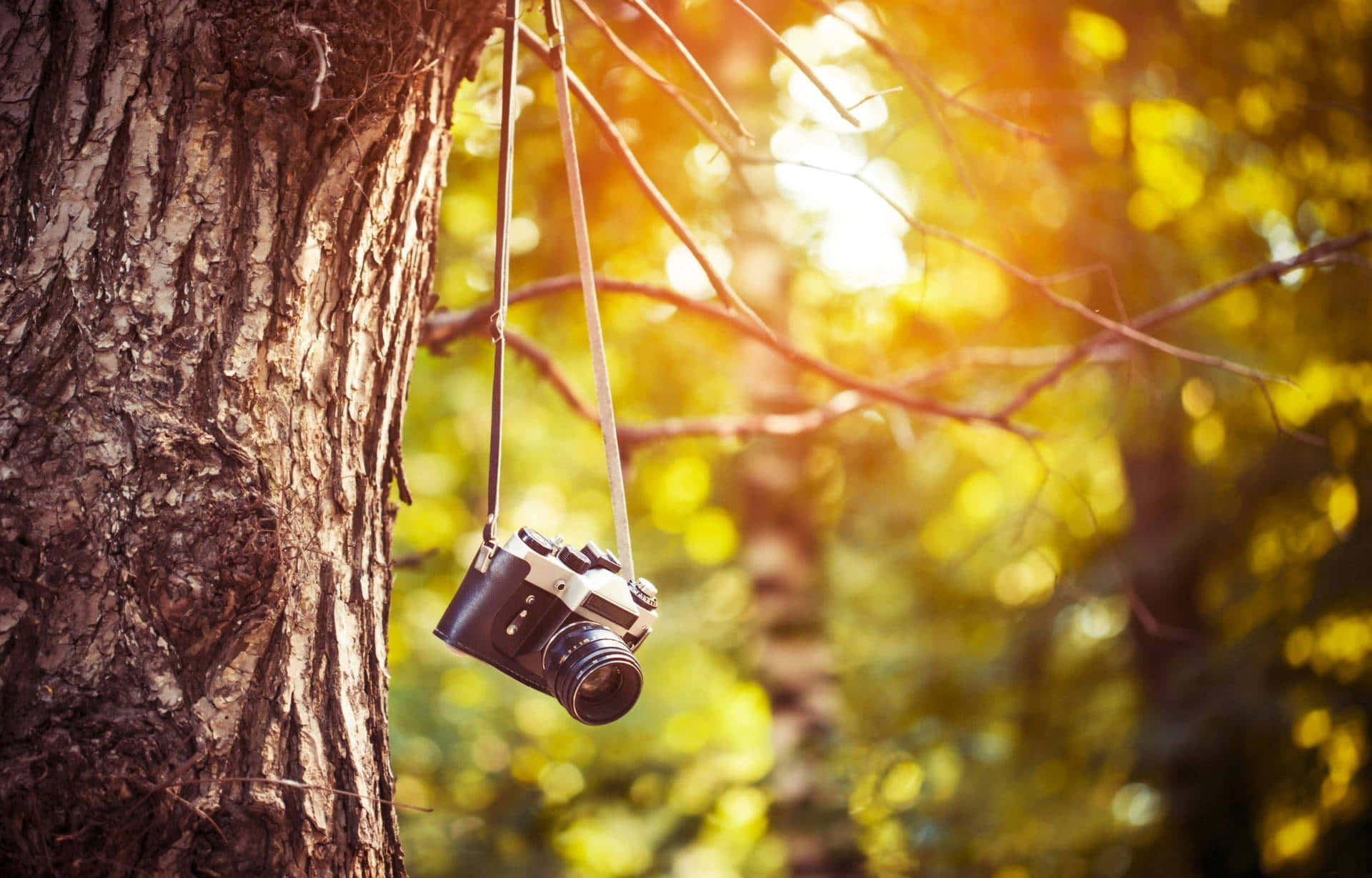 A Camera Hanging From A Tree In The Forest