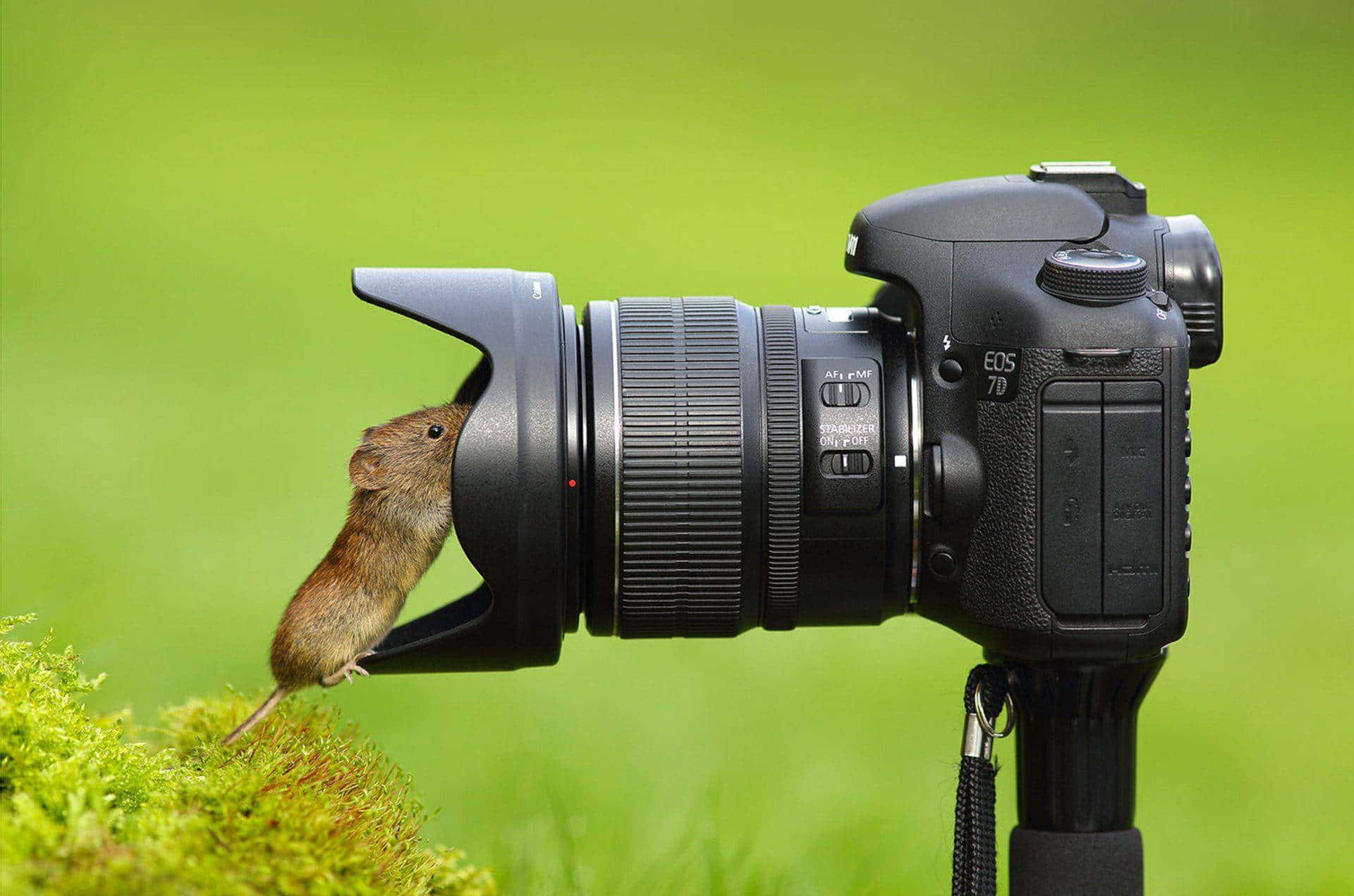 A Mouse Is Standing On Top Of A Camera Lens
