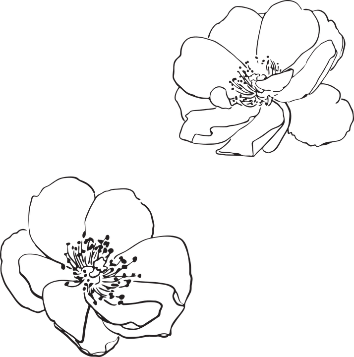 Dual Flower Sketch Outline PNG