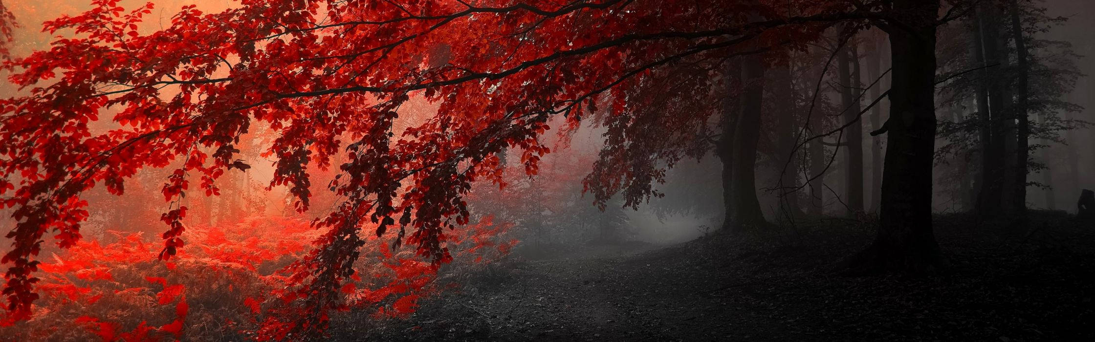 Enjoy the beauty of fall on two screens Wallpaper