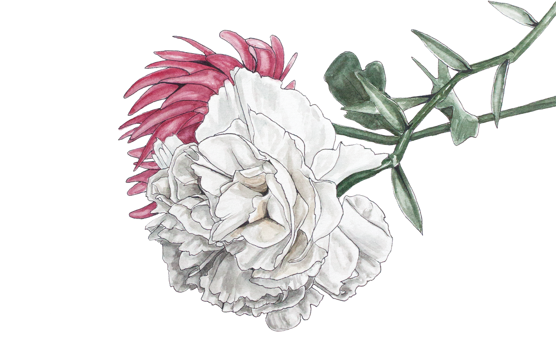 Dual Tone Chrysanthemum Illustration PNG