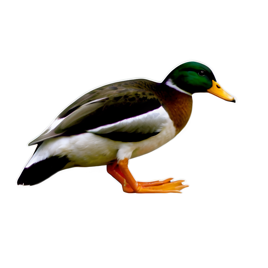 Duck B PNG