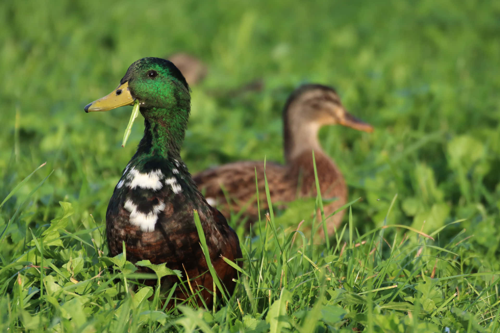 A Mother Duck and her Ducklings on a Sunny Day