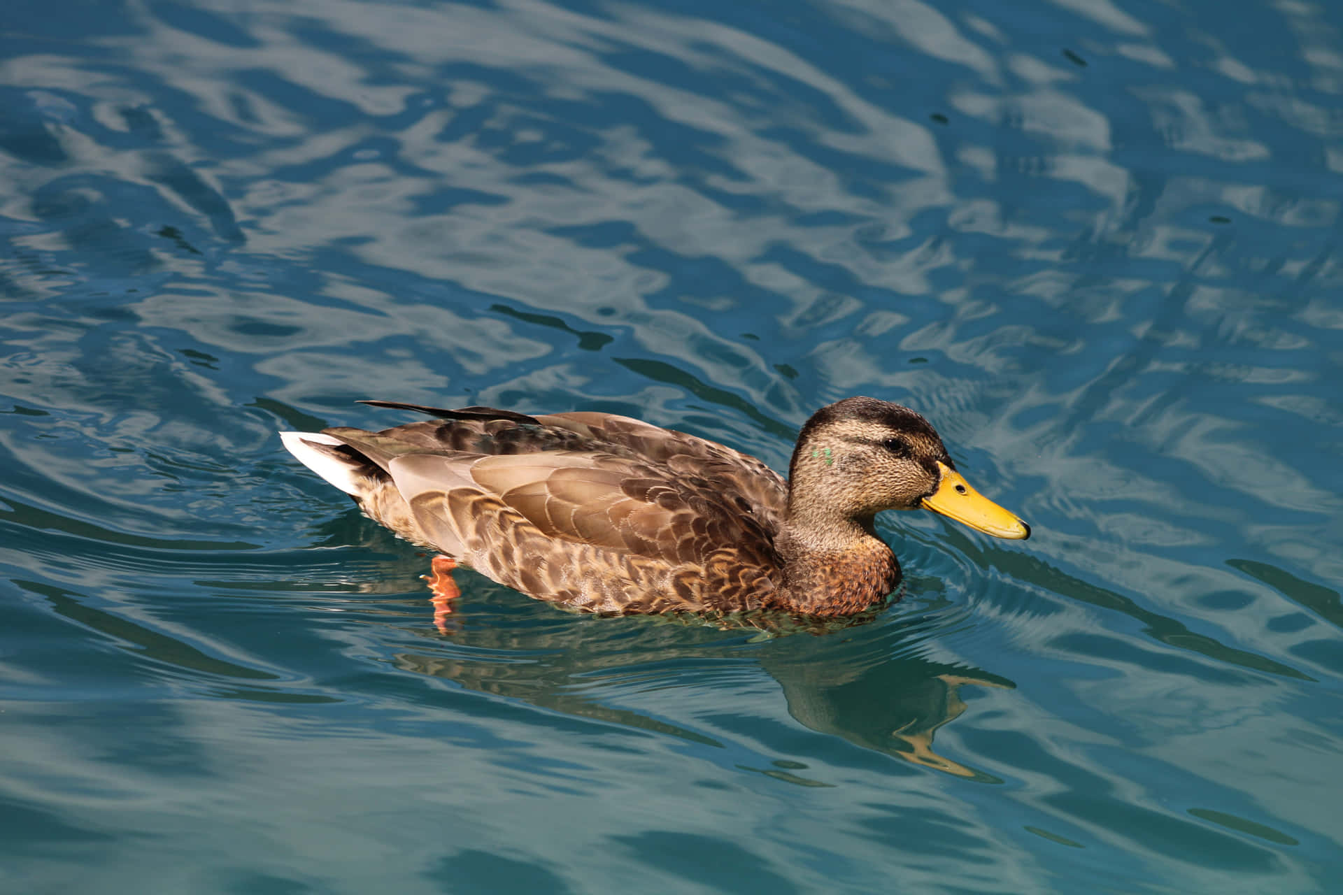 A Mallard Duck Sits at the Edge of a Pond