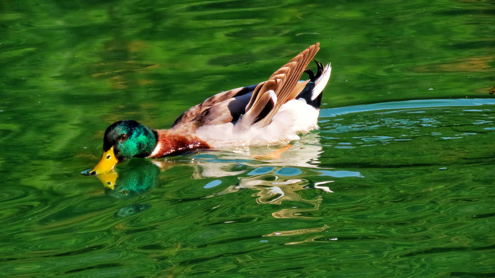 Duck leisurely swimming in a still pond