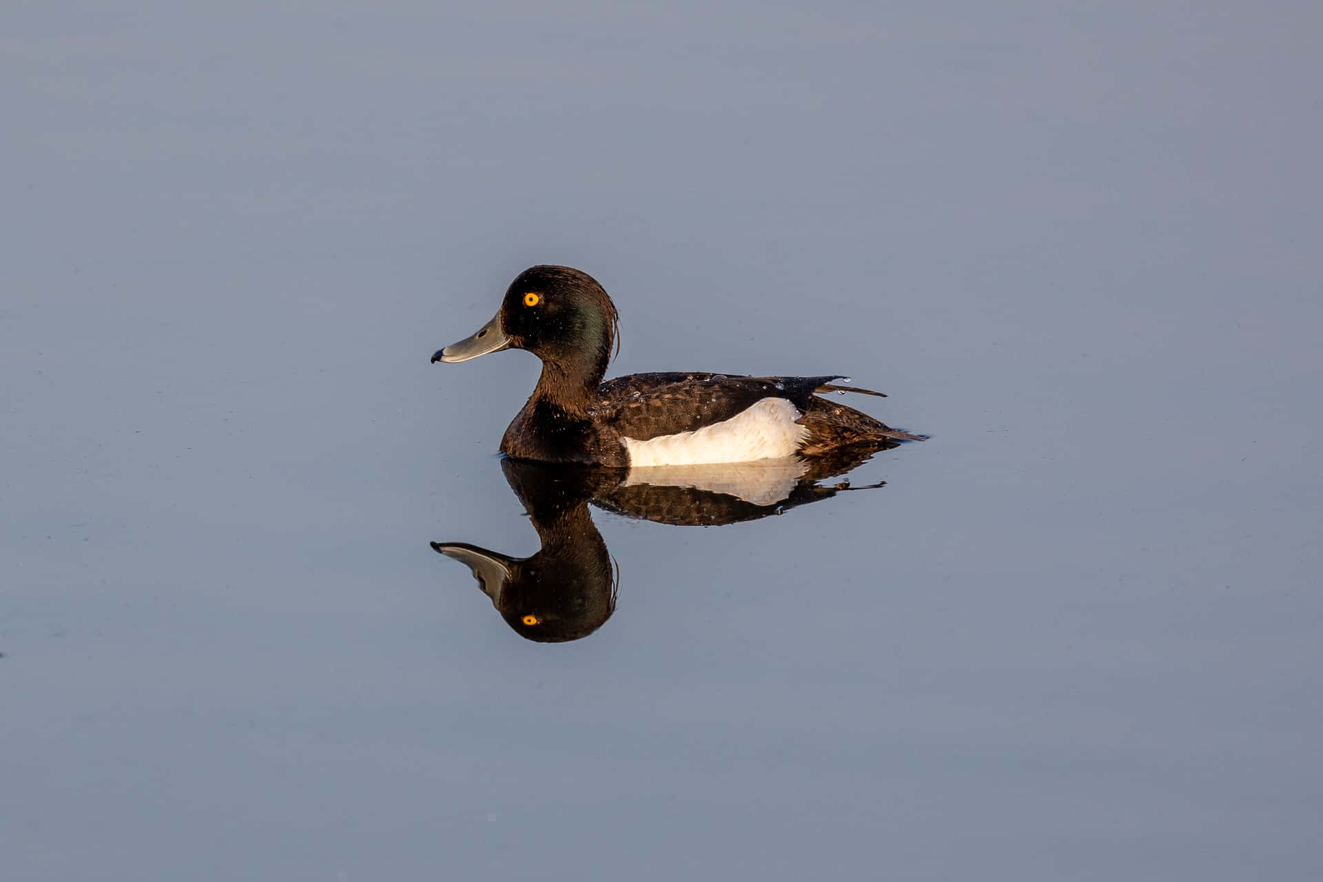 "An Up-Close Look at a Diving Duck"