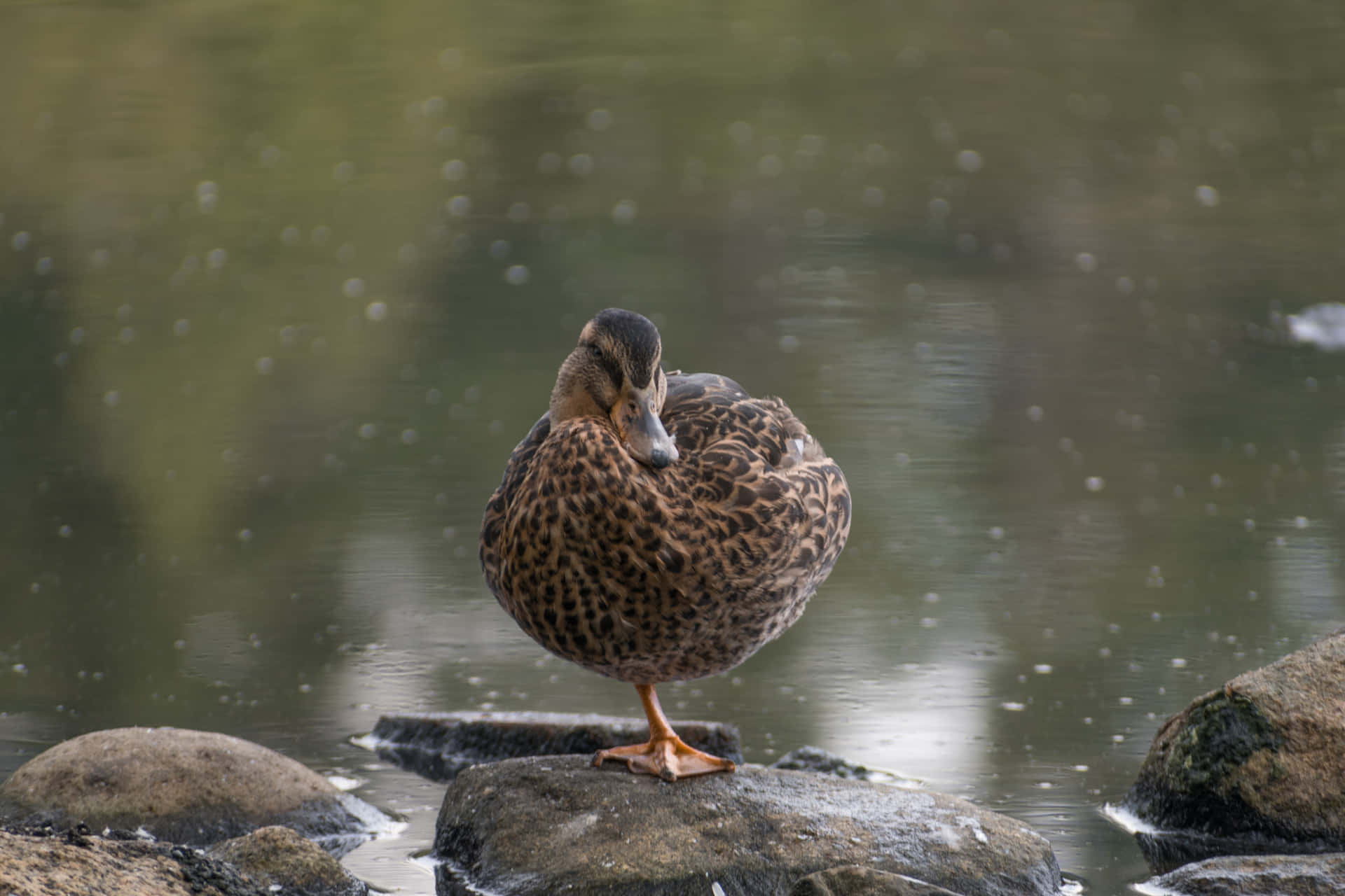 Quackquack! Eine Ente, Die In Einem Teich Spritzt.