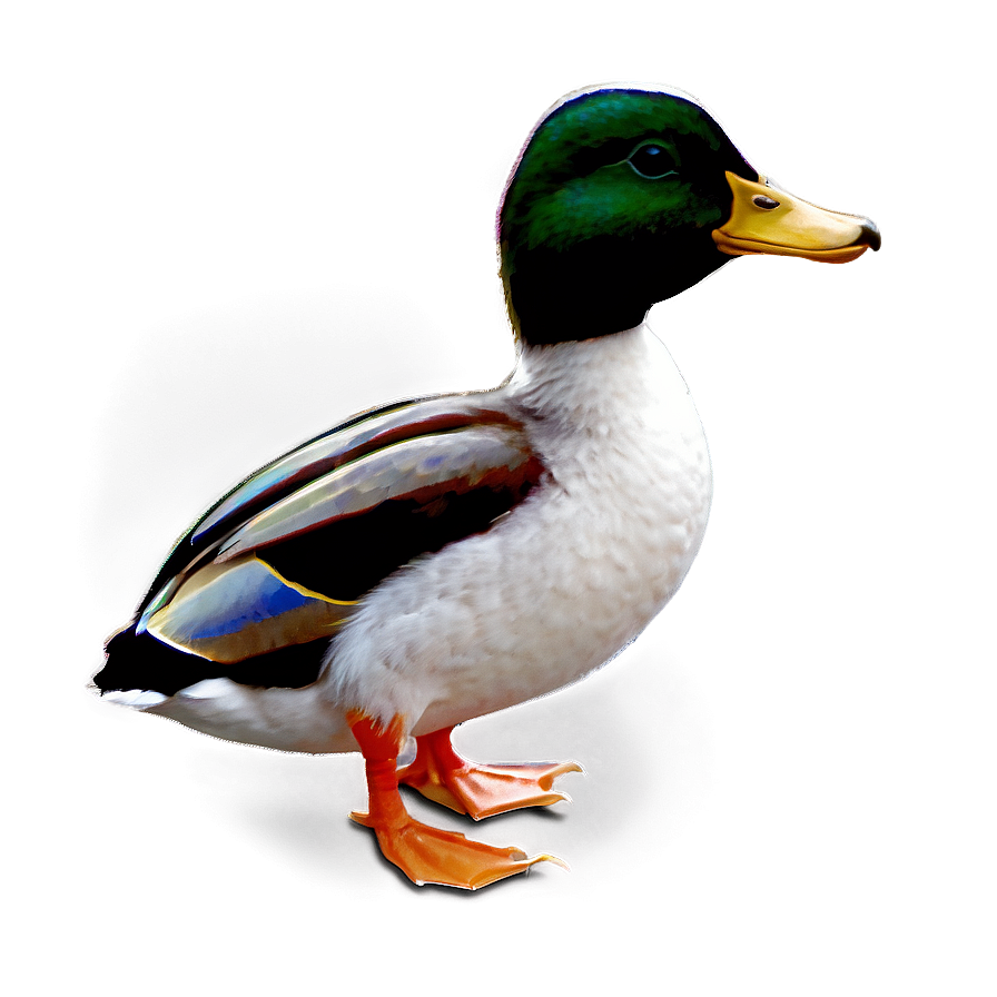 Duck C PNG