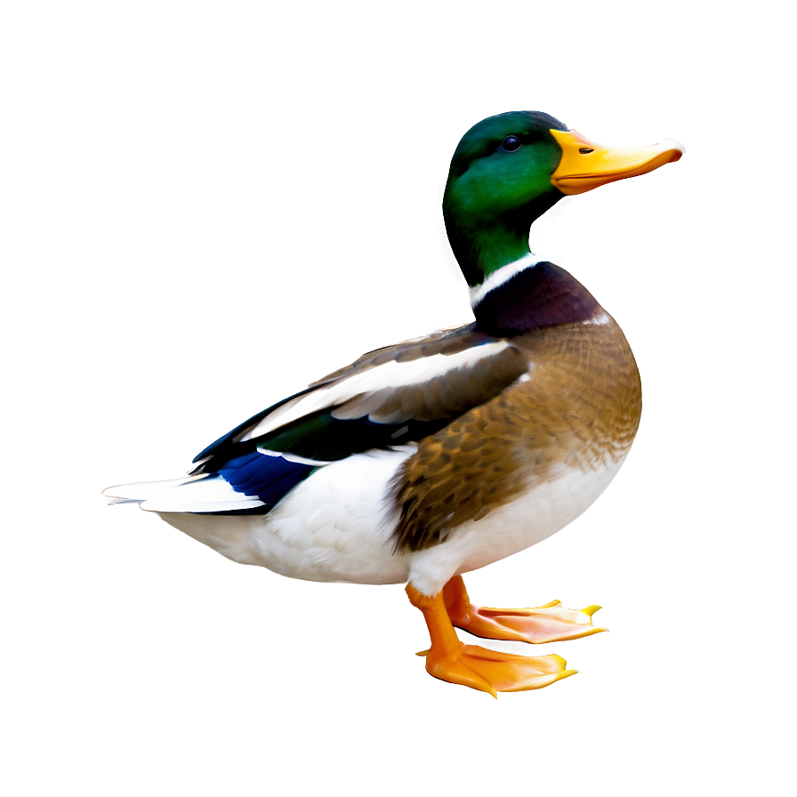 Duck D PNG