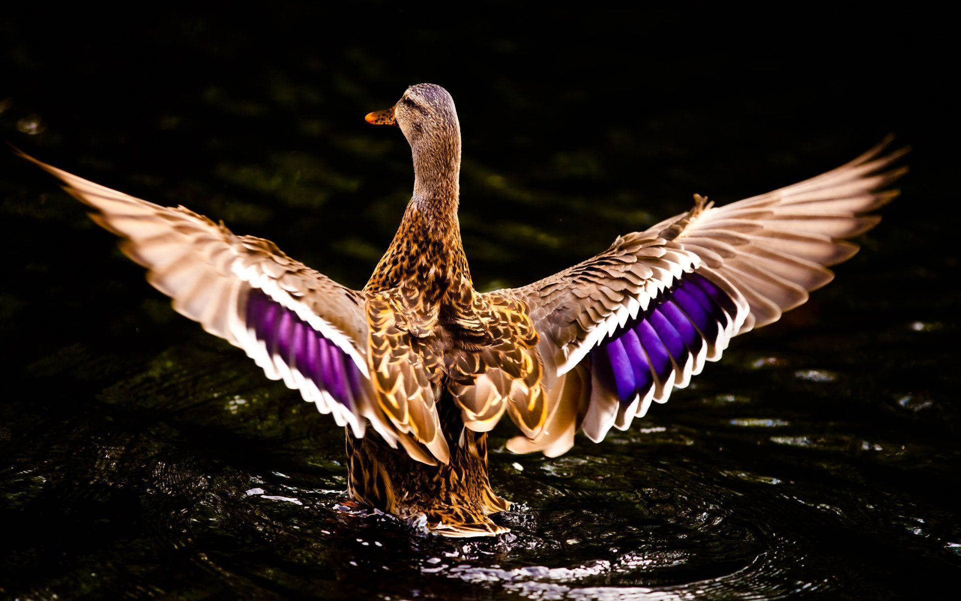 Duck Flapping Wings PFP Wallpaper